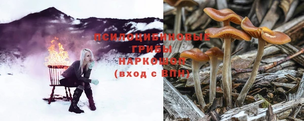 хмурый Аркадак